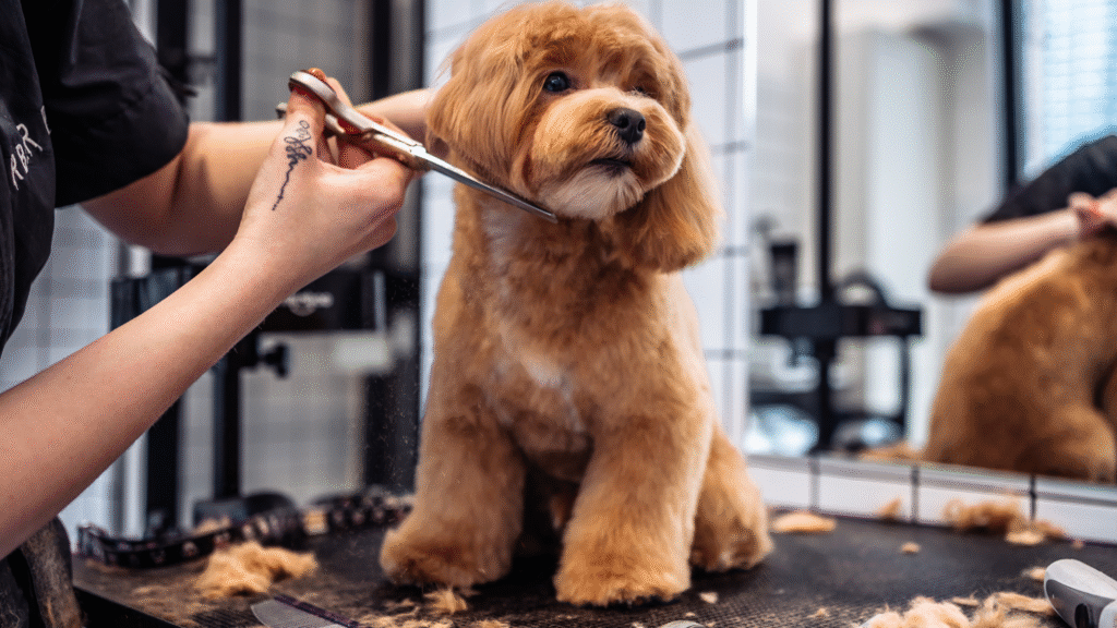 Pet Kuaför Eğitimi – İstanbul